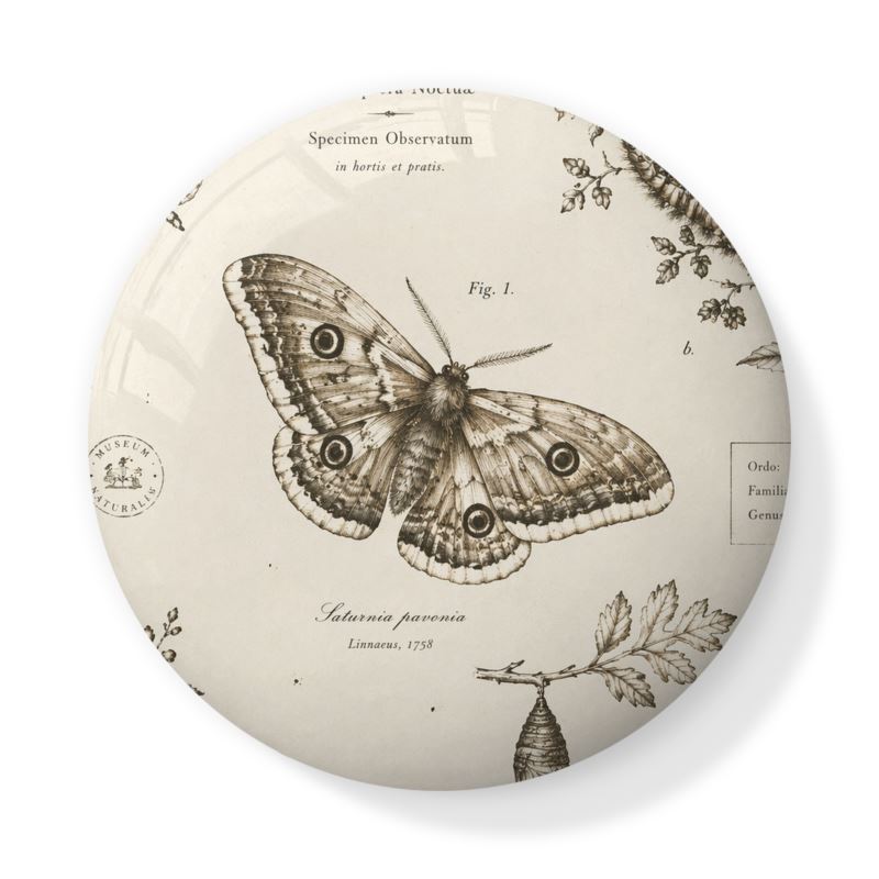 The Trinket Pot — Saturnia pavonia | The Naturalist’s Cabinet - The Canvas Collective