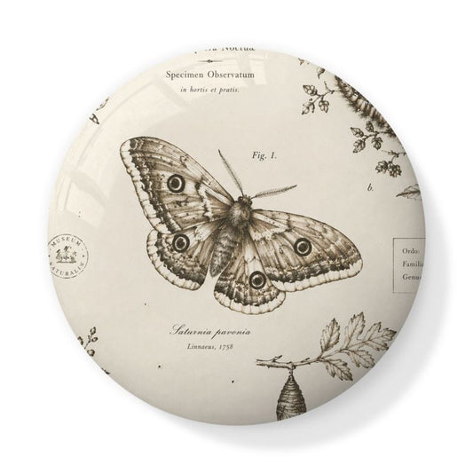 The Trinket Pot — Saturnia pavonia | The Naturalist’s Cabinet - The Canvas Collective