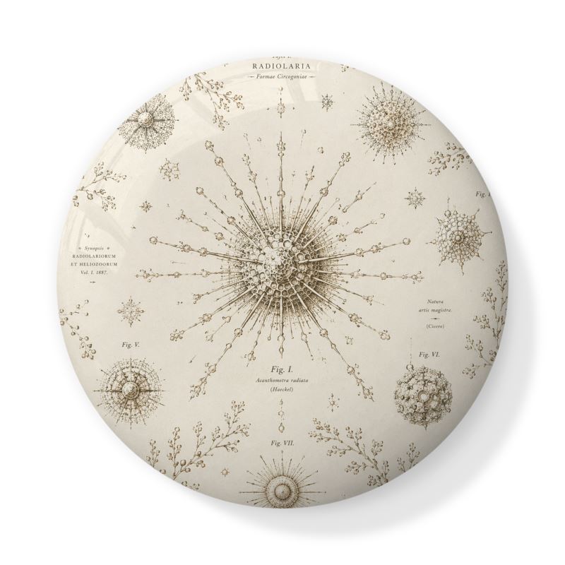 The Trinket Pot — Radiolaria | The Haeckel Archive - The Canvas Collective