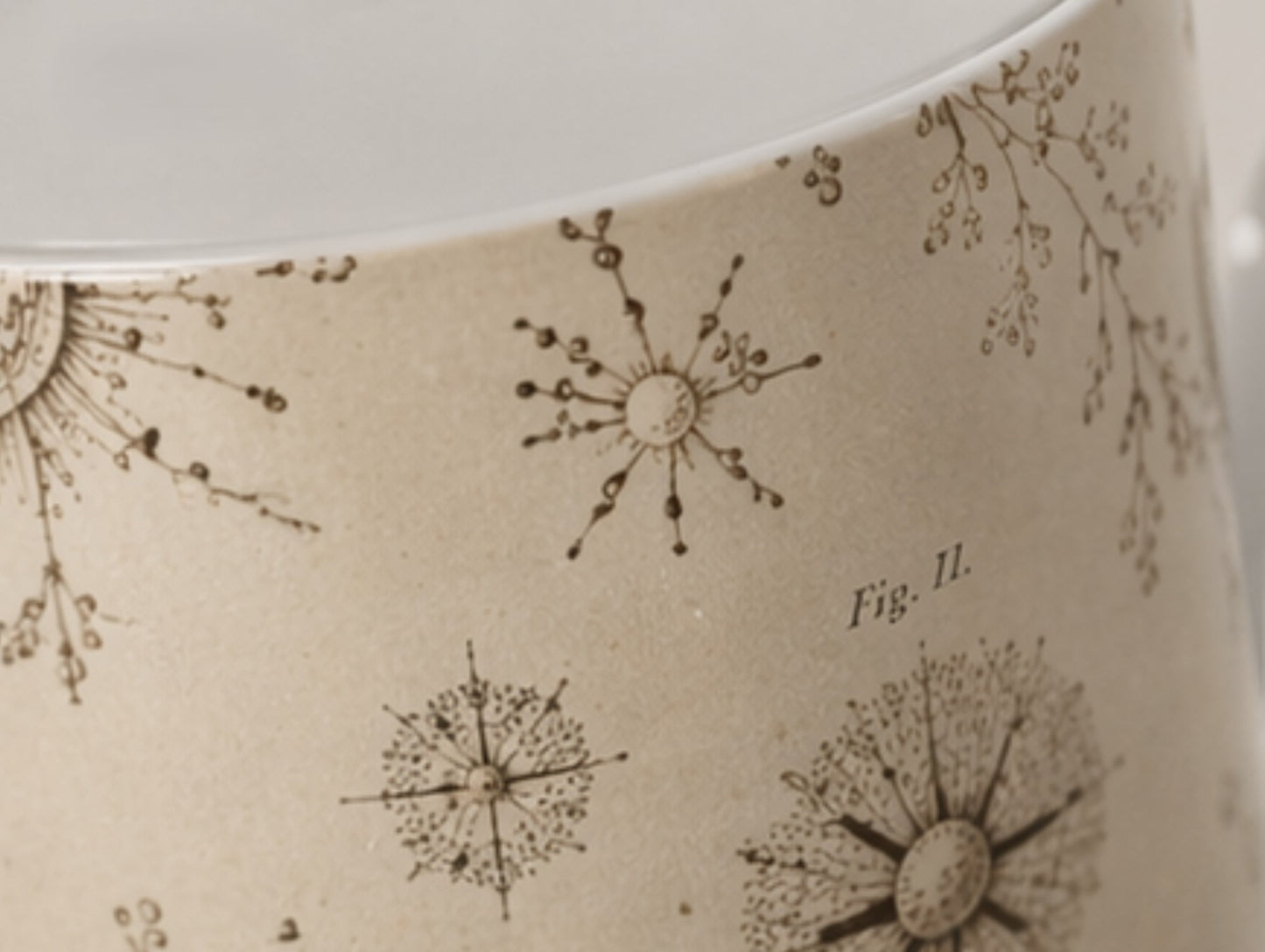 The Teapot — Radiolaria | The Haeckel Archive - The Canvas Collective